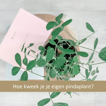 Zaai-instructie pinda Paper Time Groenplanner Zaai-instructie pinda Paper Time Groenplanner